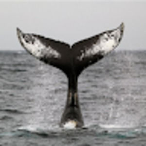 Meet your Posher, Marlene